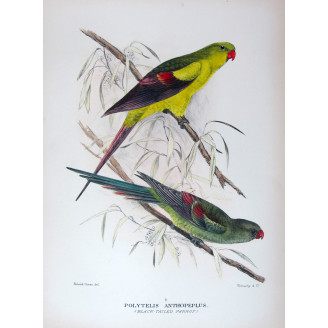 Black-tailed Parrot by Roland Green – The Birds of Australia