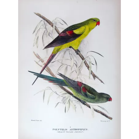 Black-tailed Parrot by Roland Green – The Birds of Australia