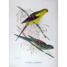Black-tailed Parrot (*Polytelis anthopeplus*) – Original lithograph by Green, Mathews (1910–27)