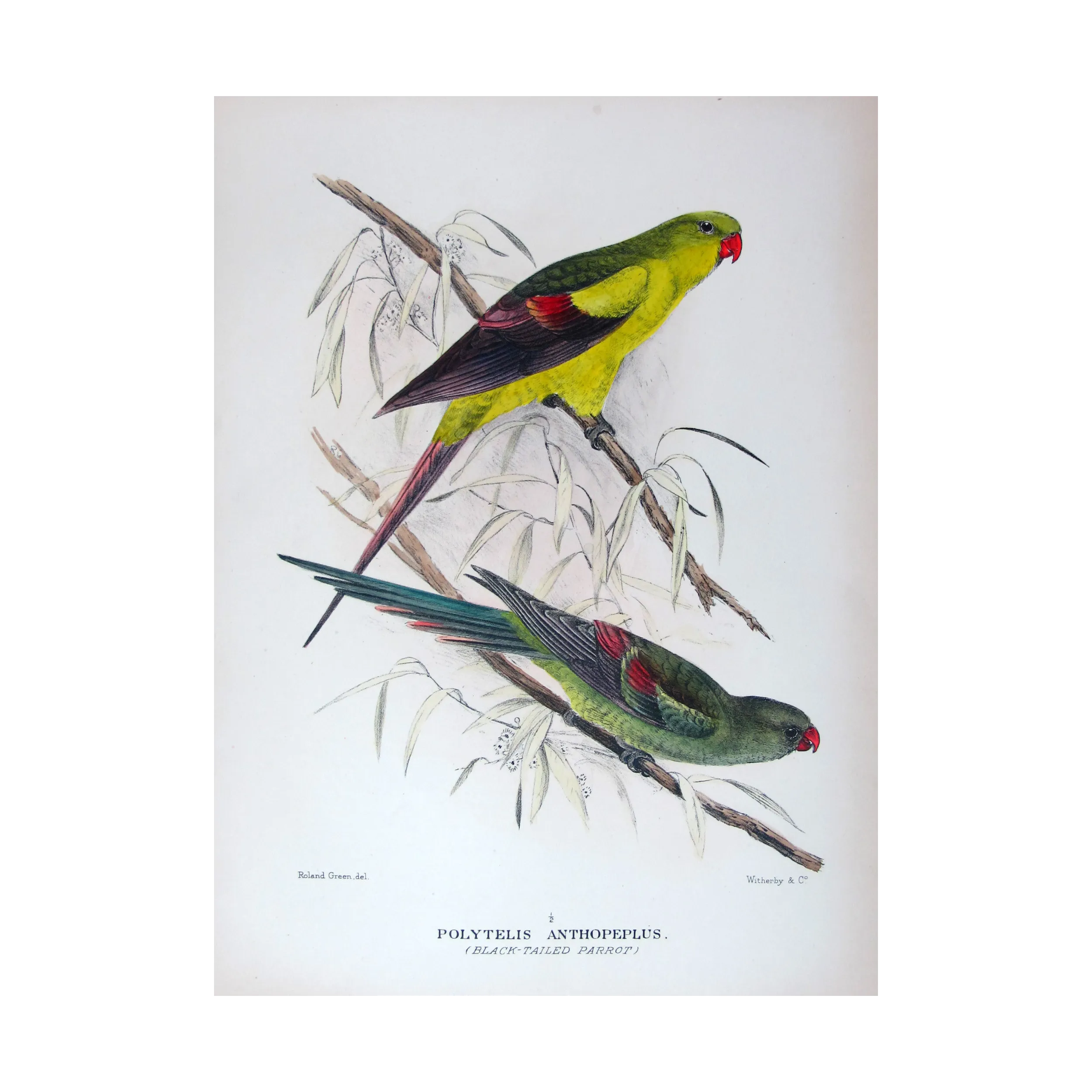 Black-tailed Parrot by Roland Green – The Birds of Australia