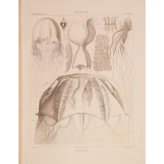 Chirodropus Jellyfish – Ernst Haeckel Original 1879 Lithograph