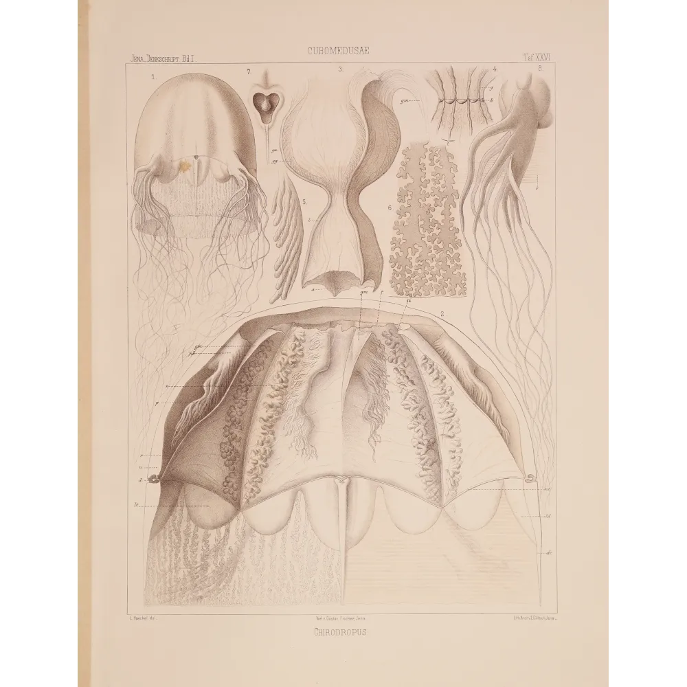 Chirodropus Jellyfish – Ernst Haeckel Original 1879 Lithograph