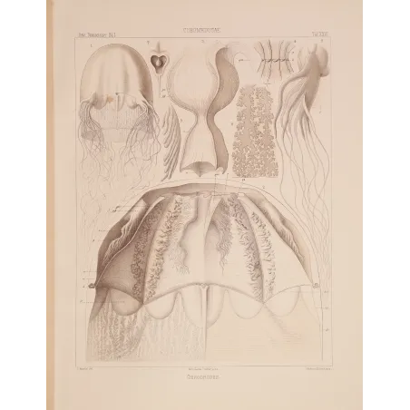 Chirodropus Jellyfish – Ernst Haeckel Original 1879 Lithograph