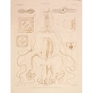 Cubomedusae Anatomy – Ernst Haeckel Original 1879 Lithograph