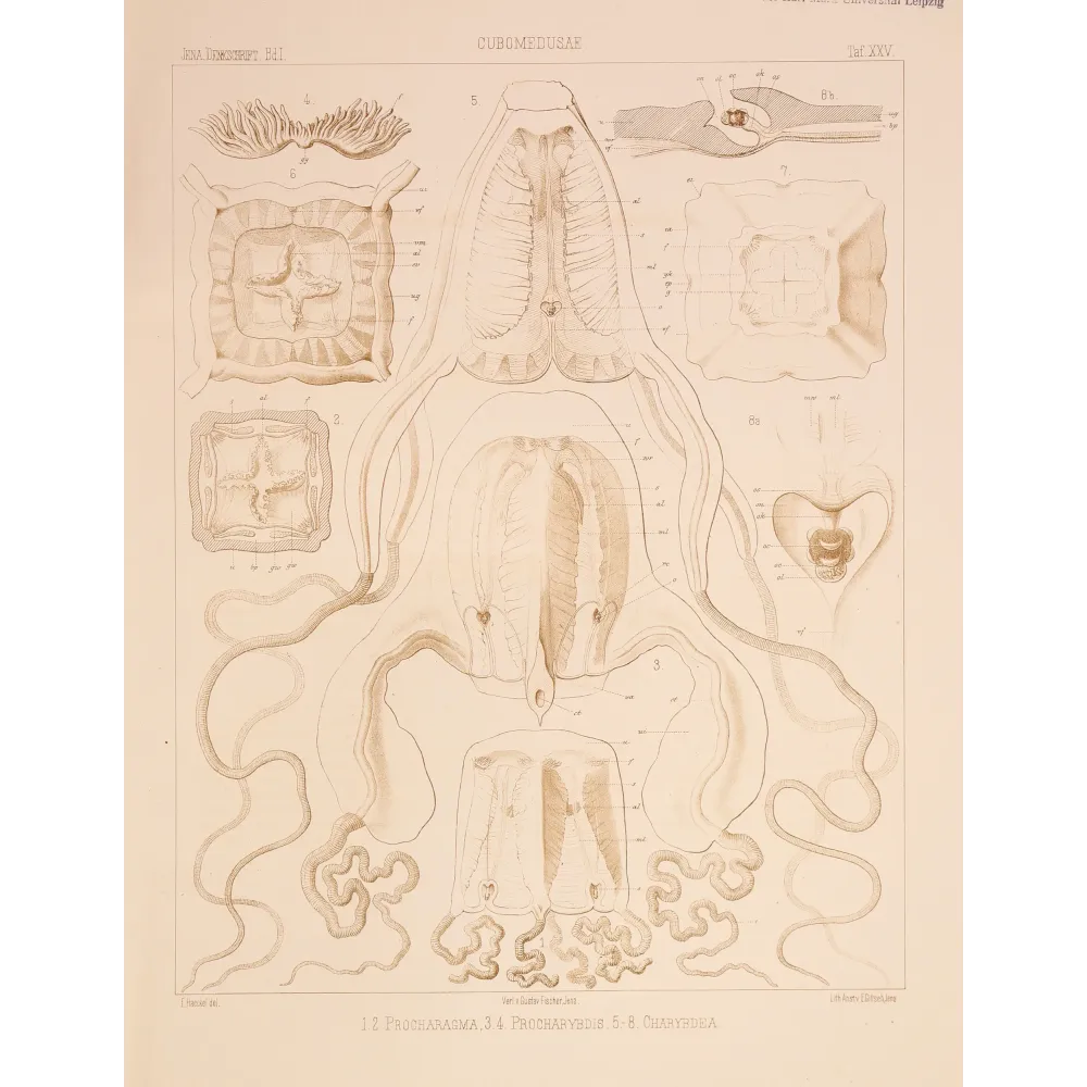 Cubomedusae Anatomy – Ernst Haeckel Original 1879 Lithograph