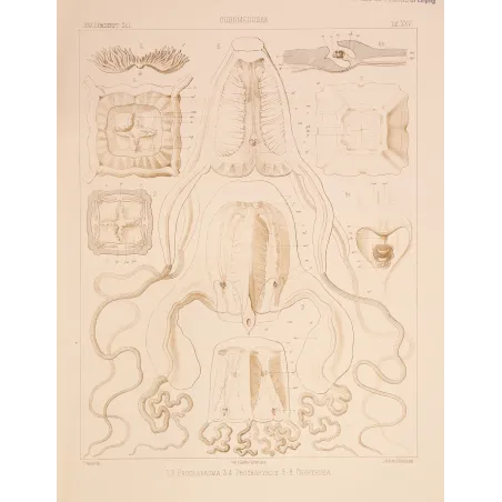 Cubomedusae Anatomy – Ernst Haeckel Original 1879 Lithograph