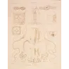 Cubomedusae Anatomy – Ernst Haeckel Original 1879 Jellyfish Lithograph