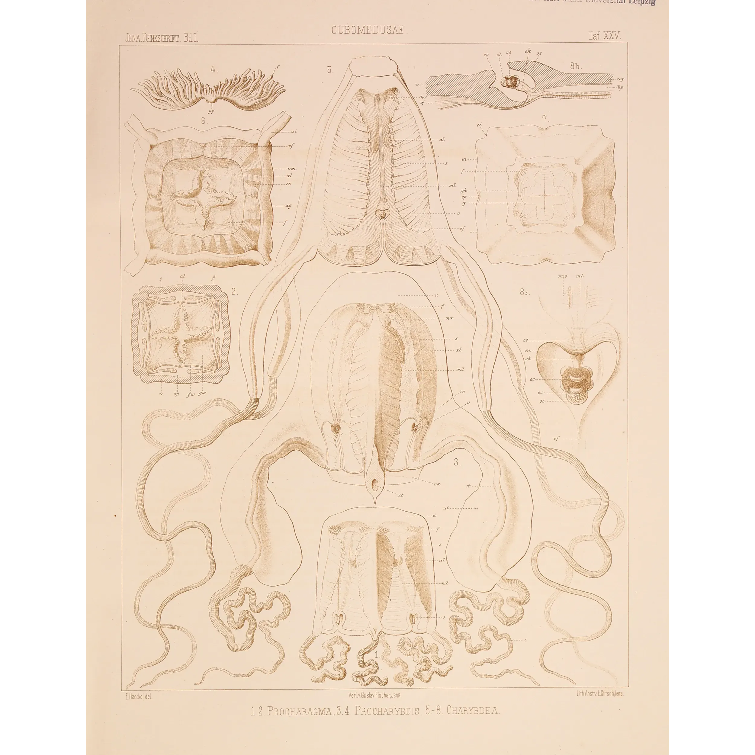 Cubomedusae Anatomy – Ernst Haeckel Original 1879 Lithograph
