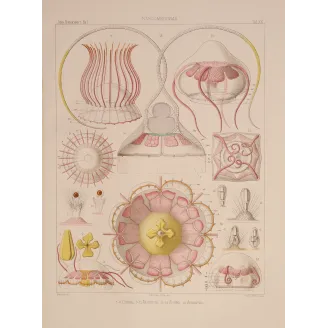 Narcomedusae Jellyfish – Ernst Haeckel Original 1879 Lithograph
