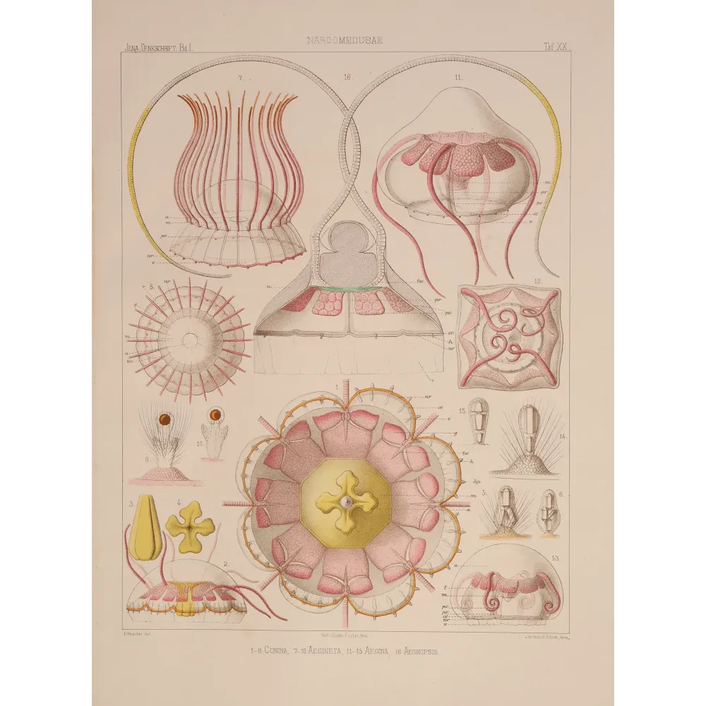 Narcomedusae Jellyfish – Ernst Haeckel Original 1879 Lithograph