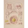 Narcomedusae Jellyfish – Ernst Haeckel Original 1879 Marine Lithograph