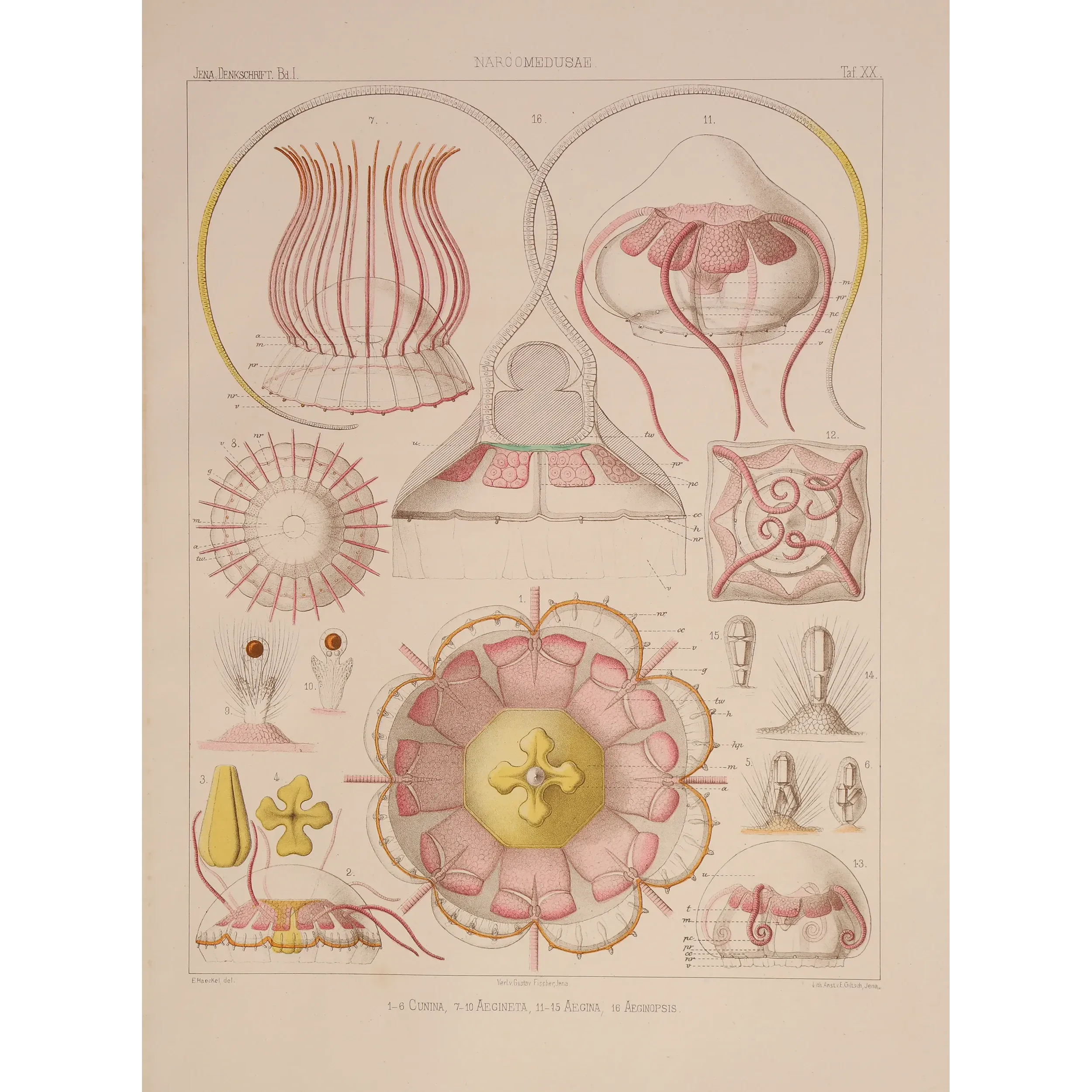 Narcomedusae Jellyfish – Ernst Haeckel Original 1879 Lithograph
