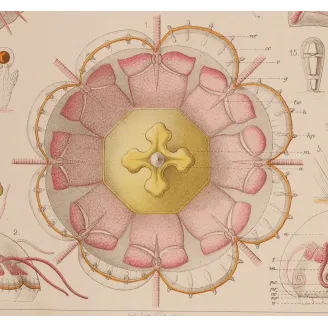 Narcomedusae Jellyfish – Ernst Haeckel Original 1879 Lithograph