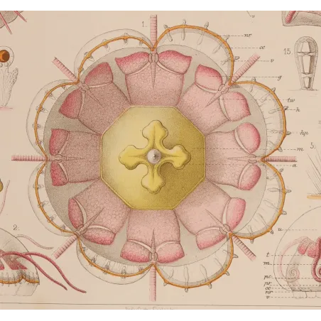 Narcomedusae Jellyfish – Ernst Haeckel Original 1879 Lithograph