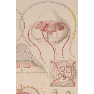 Narcomedusae Jellyfish – Ernst Haeckel Original 1879 Lithograph