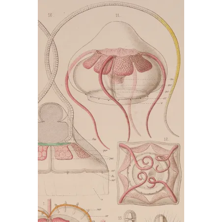 Narcomedusae Jellyfish – Ernst Haeckel Original 1879 Lithograph