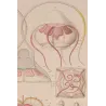 Narcomedusae Jellyfish – Ernst Haeckel Original 1879 Marine Lithograph
