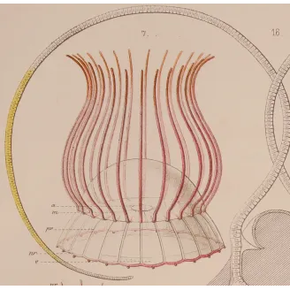 Narcomedusae Jellyfish – Ernst Haeckel Original 1879 Lithograph