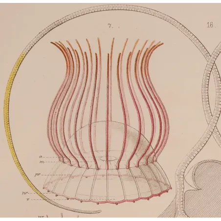 Narcomedusae Jellyfish – Ernst Haeckel Original 1879 Lithograph