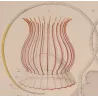 Narcomedusae Jellyfish – Ernst Haeckel Original 1879 Marine Lithograph