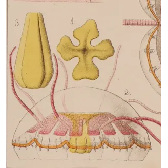 Narcomedusae Jellyfish – Ernst Haeckel Original 1879 Lithograph