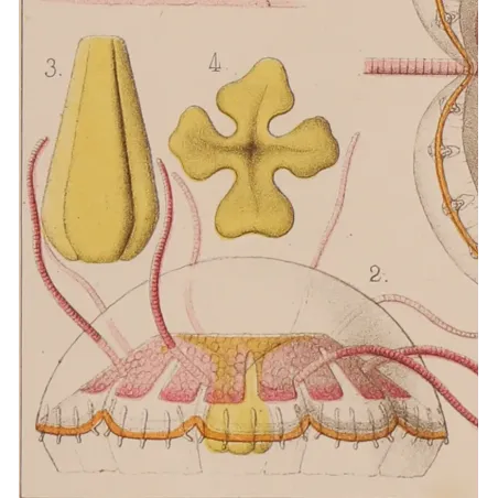 Narcomedusae Jellyfish – Ernst Haeckel Original 1879 Lithograph