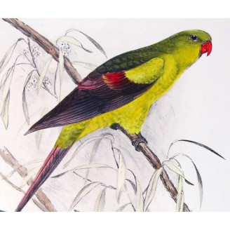 Black-tailed Parrot by Roland Green – The Birds of Australia