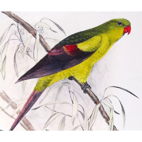 Black-tailed Parrot by Roland Green – The Birds of Australia