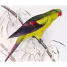 Black-tailed Parrot (*Polytelis anthopeplus*) – Original lithograph by Green, Mathews (1910–27)