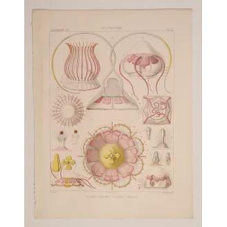 Narcomedusae Jellyfish – Ernst Haeckel Original 1879 Lithograph