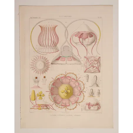 Narcomedusae Jellyfish – Ernst Haeckel Original 1879 Lithograph