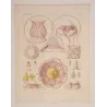 Narcomedusae Jellyfish – Ernst Haeckel Original 1879 Marine Lithograph