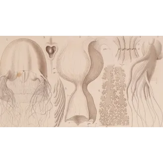Chirodropus Jellyfish – Ernst Haeckel Original 1879 Lithograph
