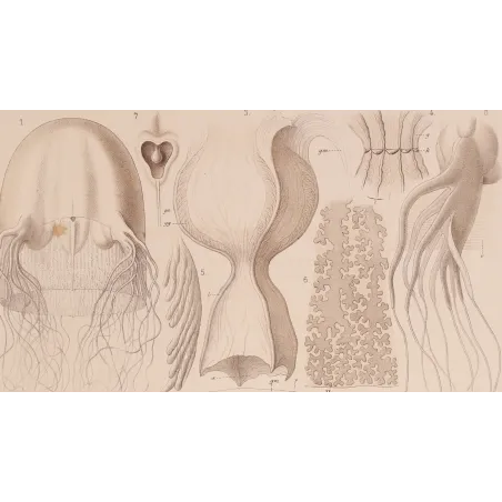 Chirodropus Jellyfish – Ernst Haeckel Original 1879 Lithograph