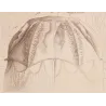 Chirodropus Jellyfish – Ernst Haeckel Original 1879 Marine Lithograph