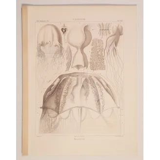 Chirodropus Jellyfish – Ernst Haeckel Original 1879 Lithograph
