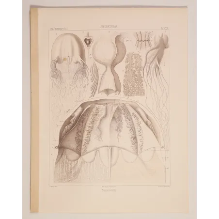 Chirodropus Jellyfish – Ernst Haeckel Original 1879 Lithograph