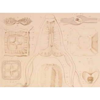 Cubomedusae Anatomy – Ernst Haeckel Original 1879 Lithograph