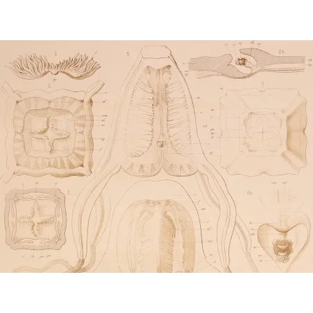 Cubomedusae Anatomy – Ernst Haeckel Original 1879 Lithograph
