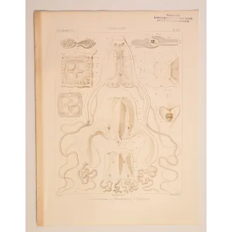 Cubomedusae Anatomy – Ernst Haeckel Original 1879 Lithograph
