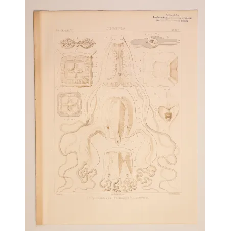Cubomedusae Anatomy – Ernst Haeckel Original 1879 Lithograph