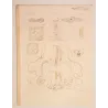 Cubomedusae Anatomy – Ernst Haeckel Original 1879 Jellyfish Lithograph