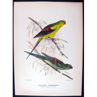 Black-tailed Parrot by Roland Green – The Birds of Australia