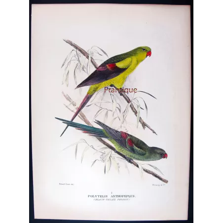 Black-tailed Parrot by Roland Green – The Birds of Australia