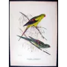 Black-tailed Parrot (*Polytelis anthopeplus*) – Original lithograph by Green, Mathews (1910–27)