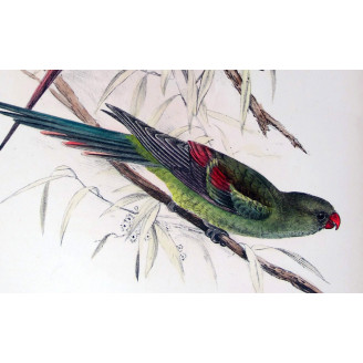 Black-tailed Parrot by Roland Green – The Birds of Australia