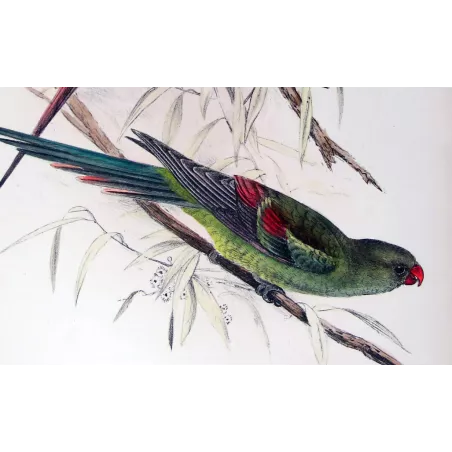Black-tailed Parrot by Roland Green – The Birds of Australia