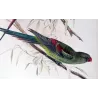 Black-tailed Parrot (*Polytelis anthopeplus*) – Original lithograph by Green, Mathews (1910–27)