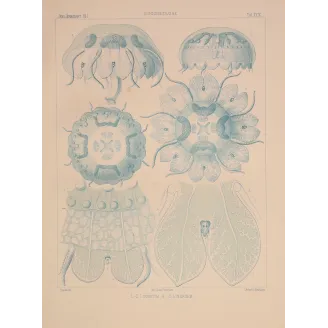 Blue Discomedusae Jellyfish – Ernst Haeckel Antique Lithograph