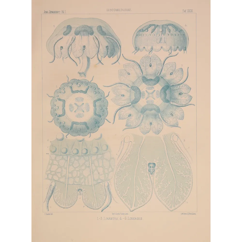 Blue Discomedusae Jellyfish – Ernst Haeckel Antique Lithograph